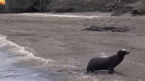 Galapagos Islands, Ecuador (Галапагосские острова, Эквадор)