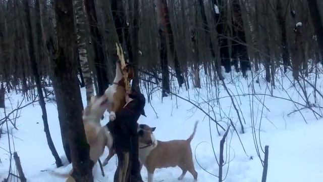 Tcenniy Prize kennel :this is Amstaff, baby! http://ast-dog.ru смотреть онлайн