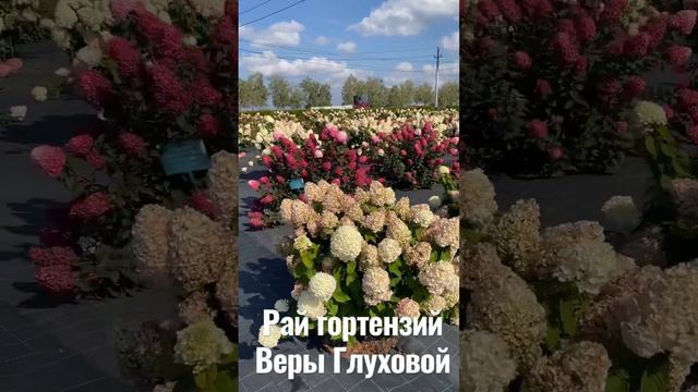 Это что-то невероятное 🥰 В садовый центр Веры Глуховой надо приезжать именно в сентябре😉 🤍🔥🤍