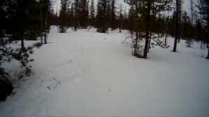 Весенняя охота на медведя (обратная сторона "медали") ВТОРАЯ ЧАСТЬ