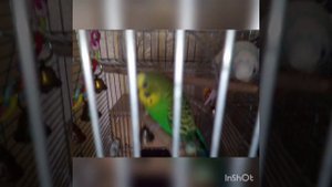 Попугаи и пылесос