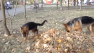 ДРЕССИРОВКА Немецких Овчарок. Dog training. Very smart dog. Немецкие Овчарки.Одесса.