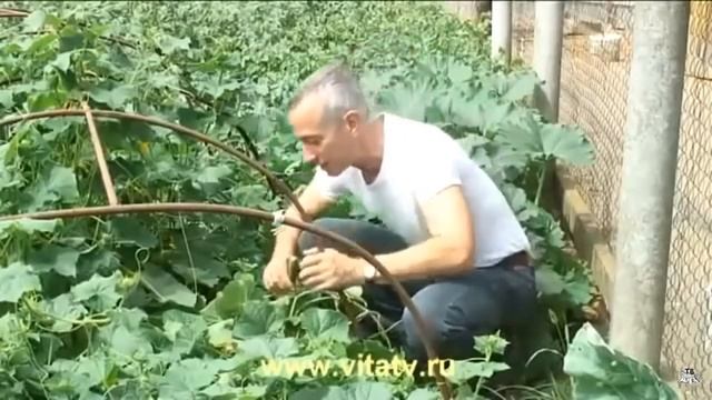 Как лечить гиморой огурцом смотреть онлайн