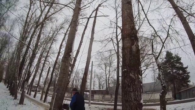 Как спилить дерево частями с наименьшим уроном при помощи лебедки смотреть онлайн