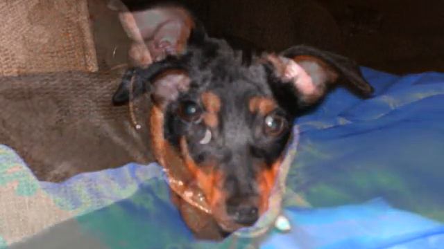 Puppy dog so cute six months old min pincher смотреть онлайн