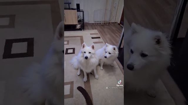 японский шпиц Щенки питомник Цунени Катцу