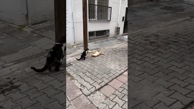 У котейкиных своя атмосфера