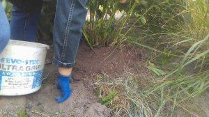 Работы в цветнике. Сентябрь