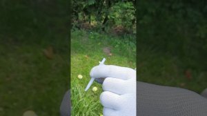 Спасаем сосны в Рязани от короеда