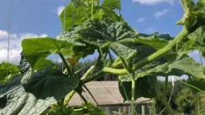 ? Обзор на огурец ? "Лютояр" F1 от Yuksel Seeds