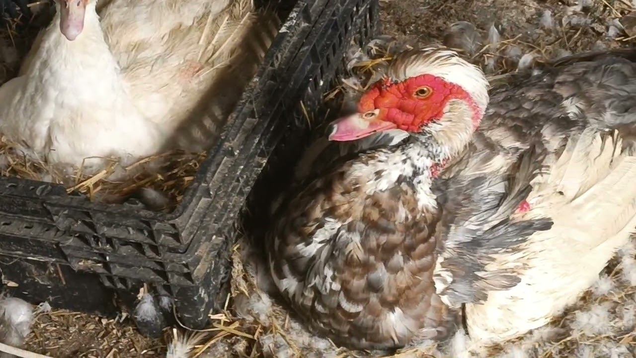 Селезень высиживает утят. смотреть онлайн