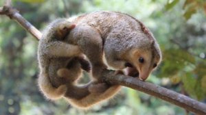 Муравьед - удивительное животное, удивительные факты