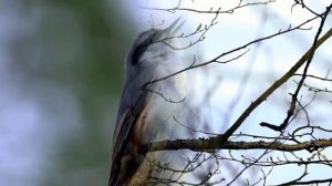 Пение птицы поползень(Sitta europaea)