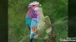 Самые красивые птицы на планете