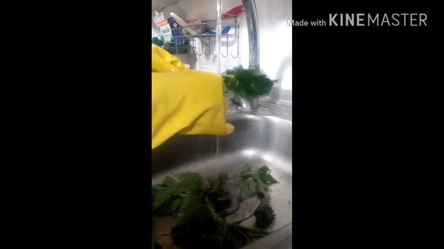 Весенние травы: крапива,одуванчик,дикий щавель (как употреблять) смотреть онлайн