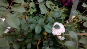 роза Cinderella Сіндерелла цикл 4 день 16 червня 2020 р.