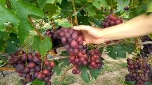 @Виноград Памяти Буйненко  Мускат шикарний, вкусный виноград