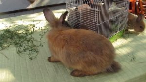 ДЕКОРАТИВНЫЕ КРОЛИКИ  ЛЬВИНОГОЛОВКИ  УХОД