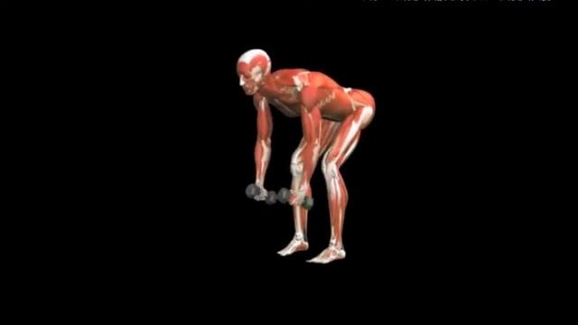 Разведение рук в стороны с гантелями в наклоне Rear Lateral Raise Dumbbell смотреть онлайн