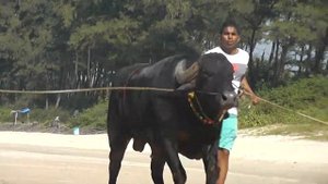 Индия, Южный Гоа, пляж Беталбатим .Забег с коровой!