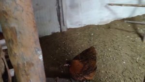 Как согнать курицу с гнезда, мой опыт)))