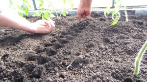 Ранний посев редиса в теплицу