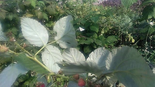 МАЛИНА ОСЕННИЙ УРОЖАЙ !!!! смотреть онлайн