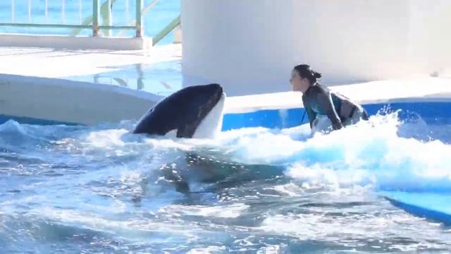 "Дельфин и русалка" _ (позитив) _ касатка смотреть онлайн