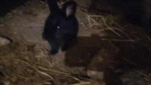 кролики в подвале!!