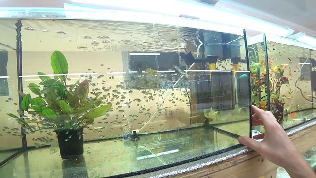 Ну да! О коммерческой рыбе, теплице и Дискусах смотреть онлайн