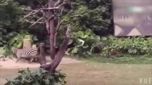 Самые Жестокие Нападения Животных на Человека в Зоопарках