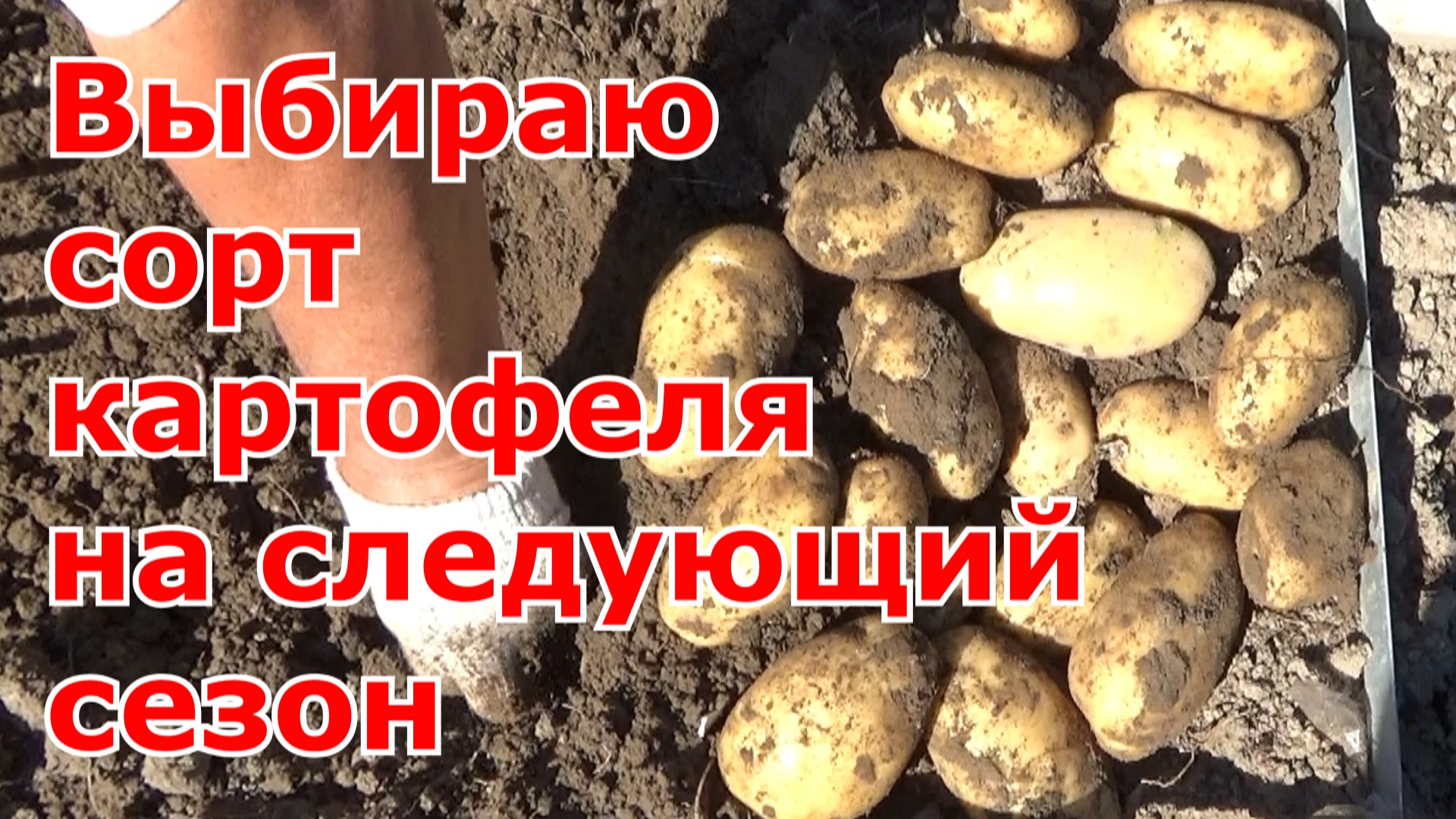 Обзор сортов картофеля прошлого сезона, какой сорт картофеля выберу на следующий год