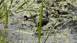 Озеро Лесное в парке Макса Ашманна. Прогулки по Калининграду #2