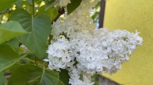 Сорта сирени + покупка саженцев