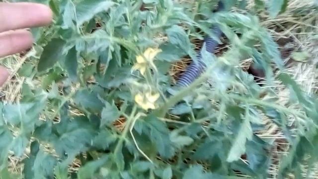 Борная кислота+марганец.Листовые подкормки #выращиваниетоматов