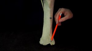 Кости голени домашних животных