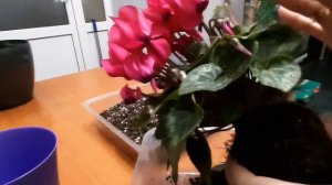 Цикломен. Начало истории. Перевалка.