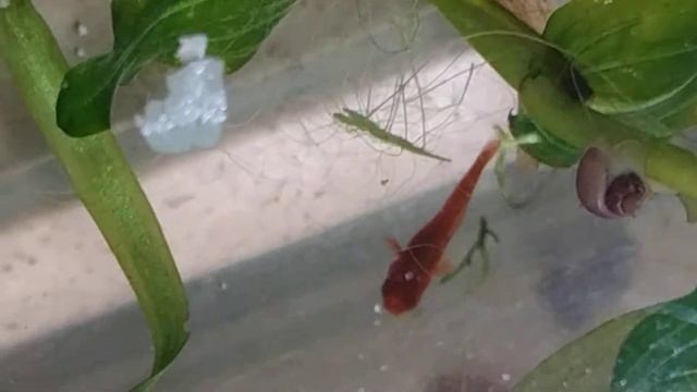 детки цветных ампулярий. смотреть онлайн