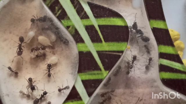 Моя старая колония муравьев жнецов вида мессор структор спустя 1 год смотреть онлайн