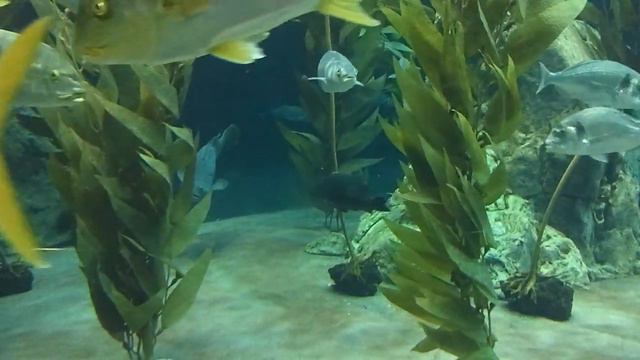 Аквариум. Лоро парк, Пуэрто-де-ла-Крус, Тенерифе 09.05.2013 смотреть онлайн