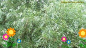 Ива гибридная Шверина улучшенная. Краткий обзор, описание характеристик, где купить саженцы salix x