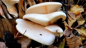 Вешенка дубовая | Pleurotus dryinus