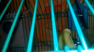 Линька у попугая. Яша меняет оперение