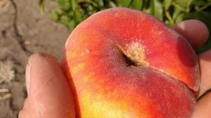 Инжирный персик Свит Ринг. Peach Sweet Ring. Ранний сорт. Просто медовые плоды! Обзор от Макси Сад