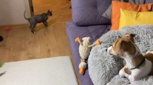 Что случилось, Усы? Можно ли щенку?..