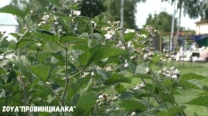 ВРЕДИТЕЛЬ в саду/ Бронзовка вонючая она же Олёнка зловонная-рябая/Что делать/Нужен совет/ #бронзовк