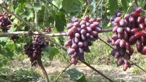 РУБИН ЛУГАНСКИЙ - НОВЕЙШАЯ Г. Ф. ВИНОГРАДА