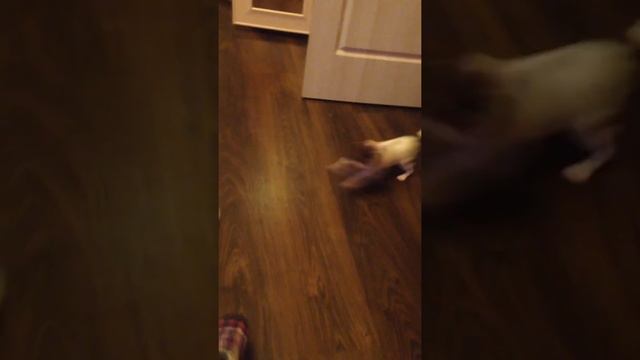 Охотничья чихуахуа Айко (охота на зайца) смотреть онлайн