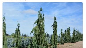 Кипарисовик нутканский (Chamaecyparis nootkatensis)