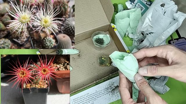 НОВИНКИ РАСТЕНИЙ ПОСЫЛКА С КАКТУСАМИ ПОСАДКА КАКТУСОВ